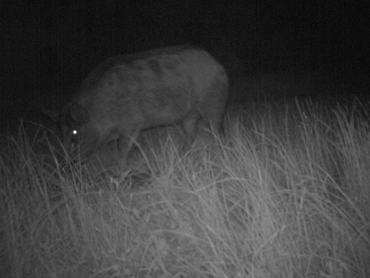 Hog