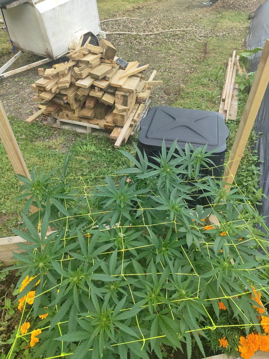 Hokianga nz grow 4