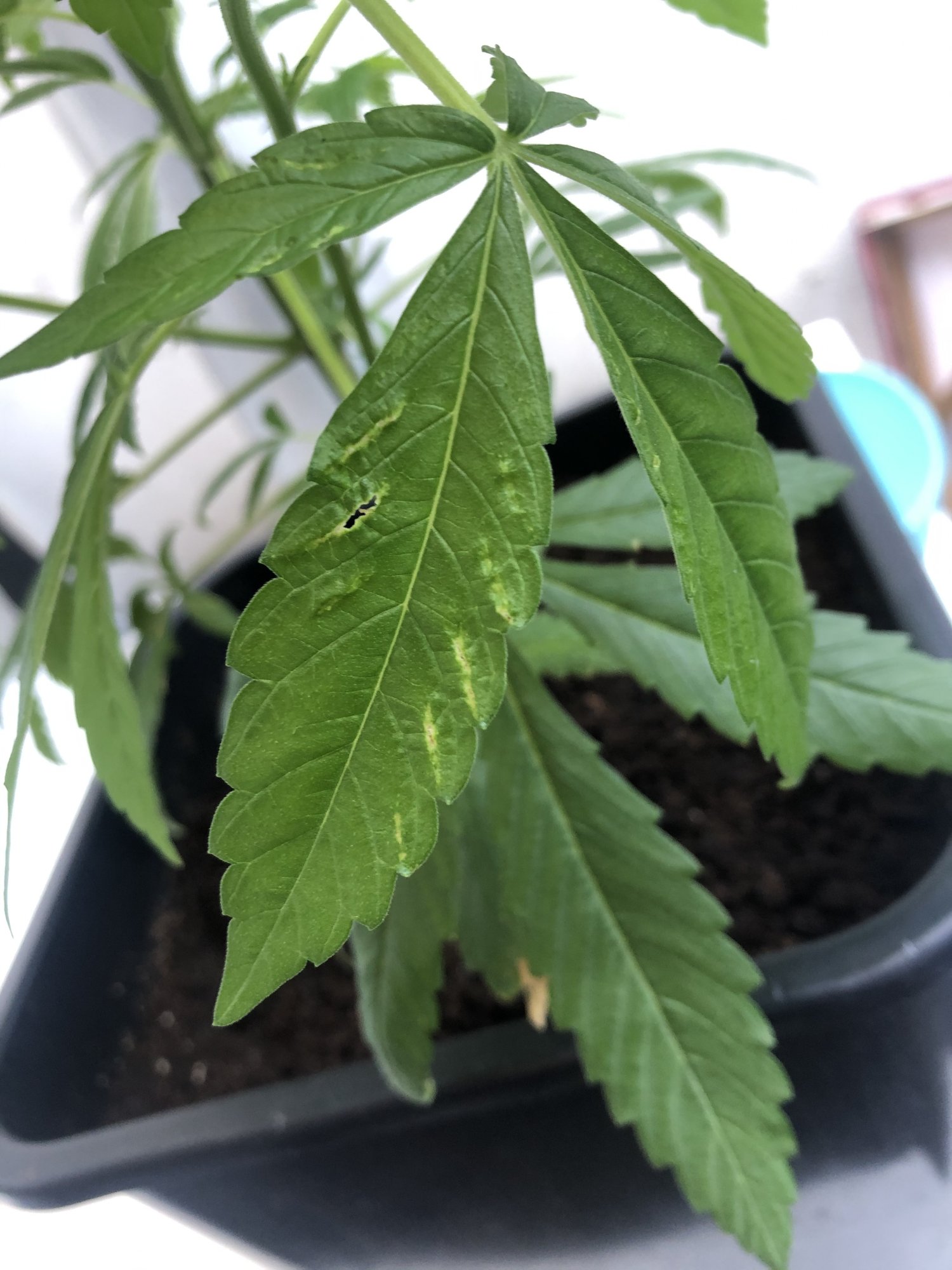 Holes appearing in leafs help and info please 3