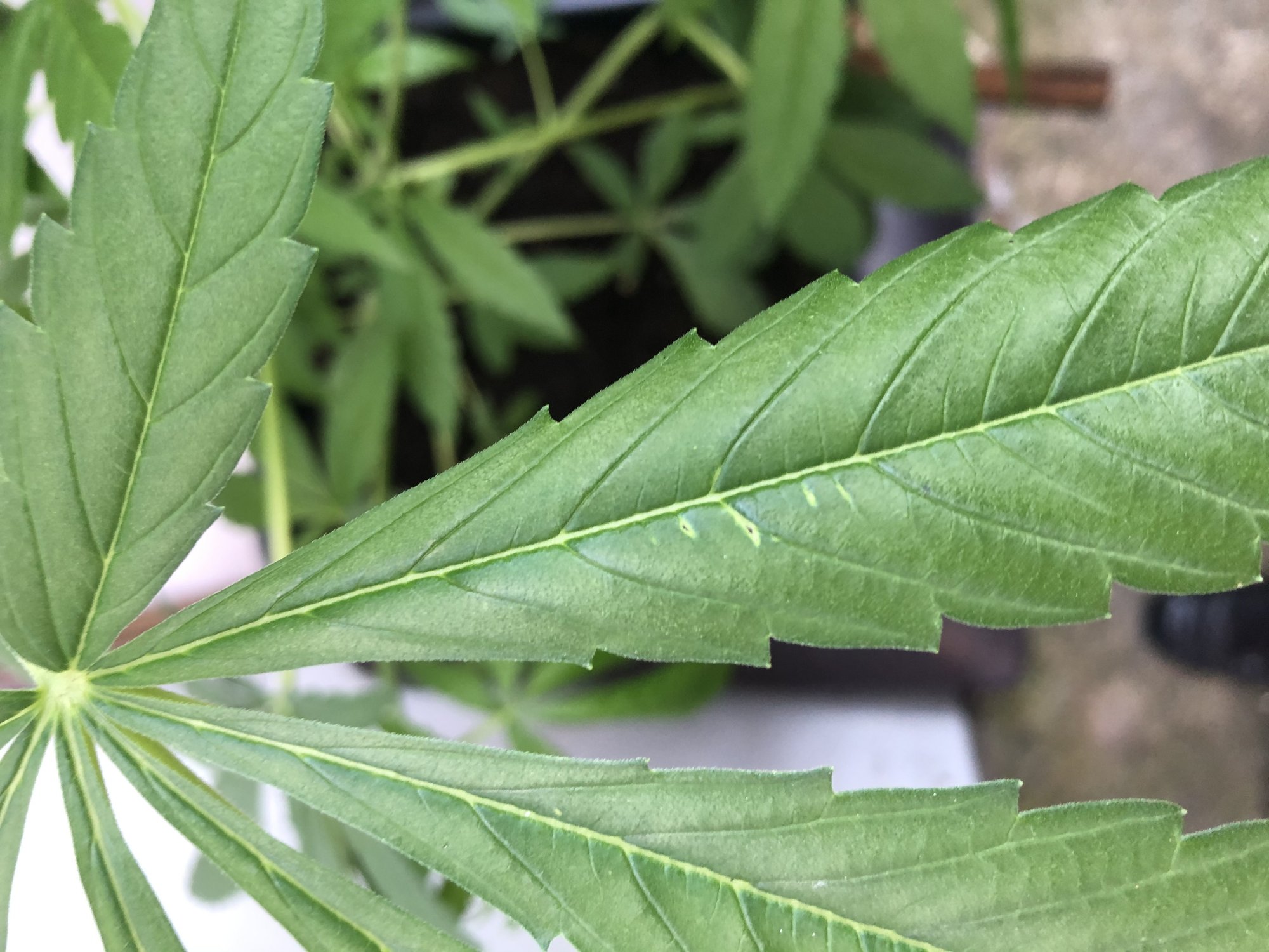 Holes appearing in leafs help and info please 4