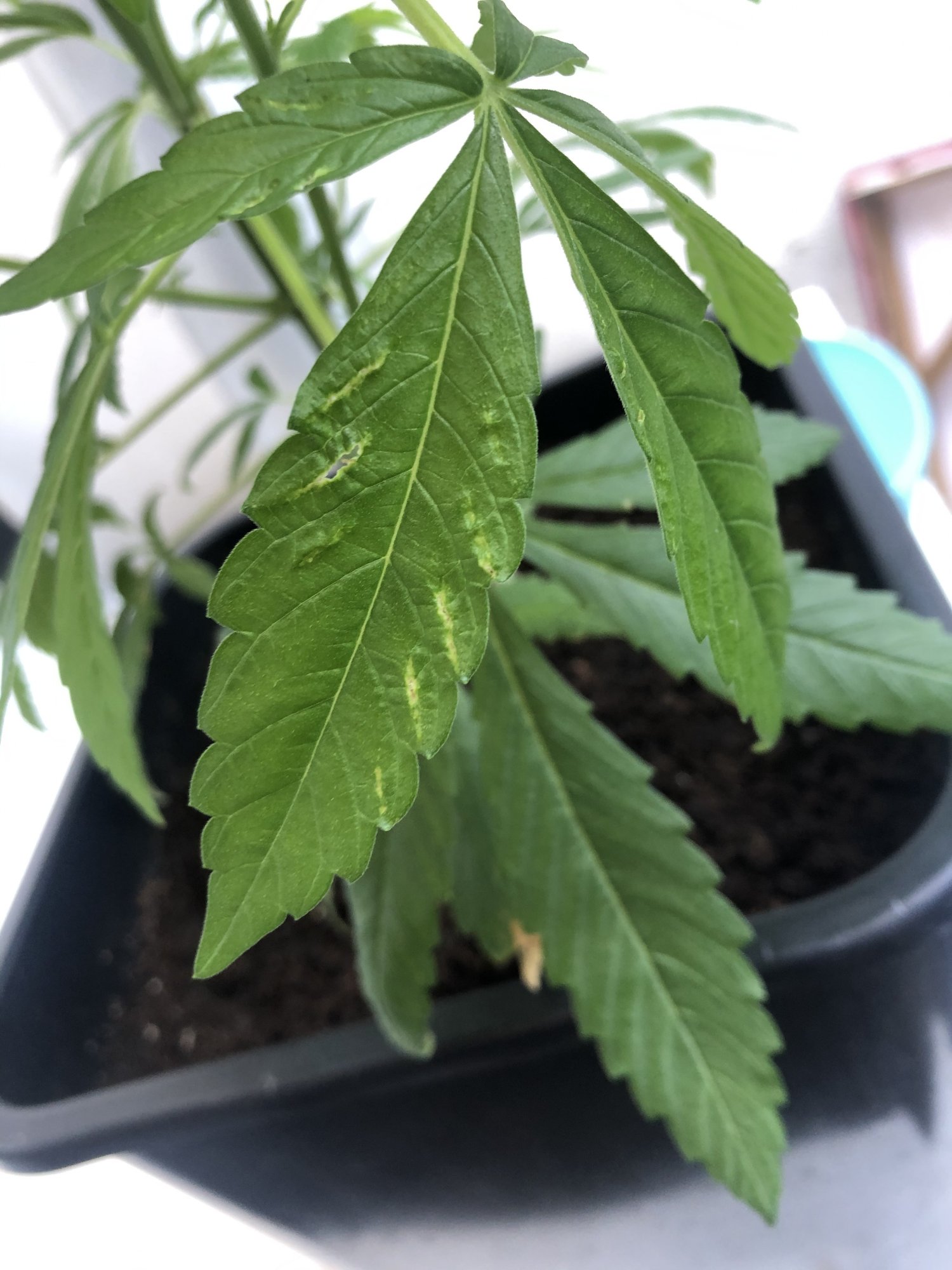 Holes appearing in leafs help and info please 5