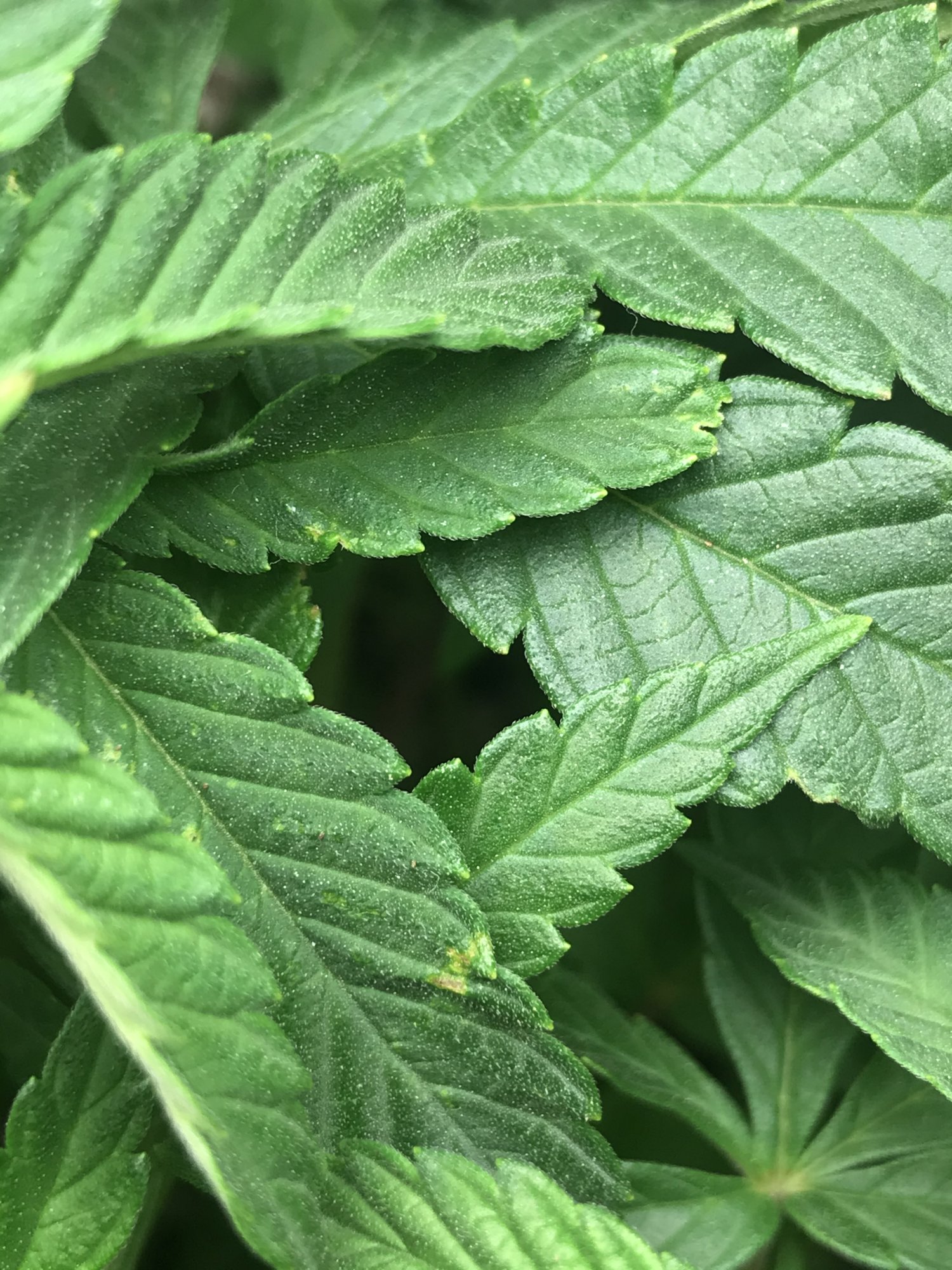 Holes in leaves pest or another problem 3