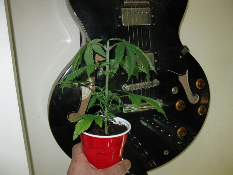 Hollowbody