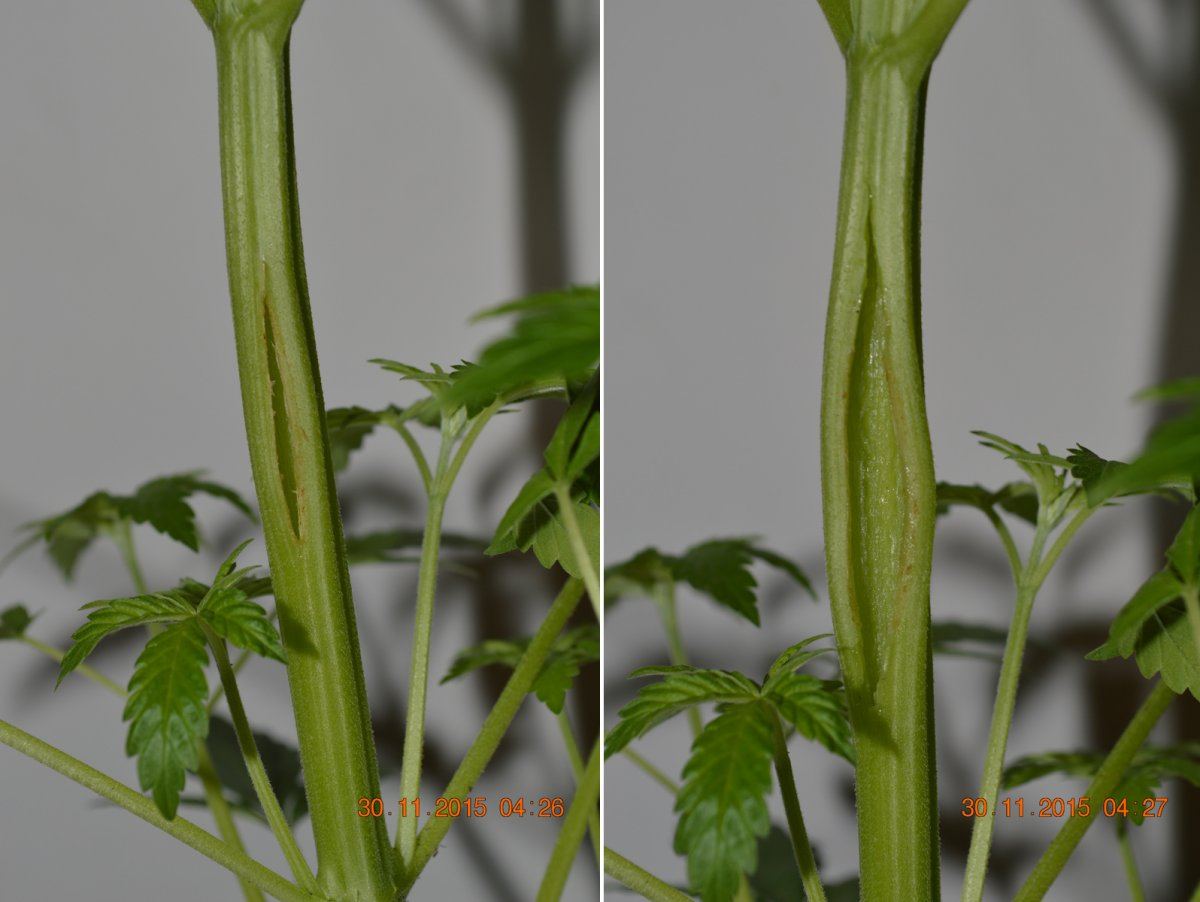 Hollowstem