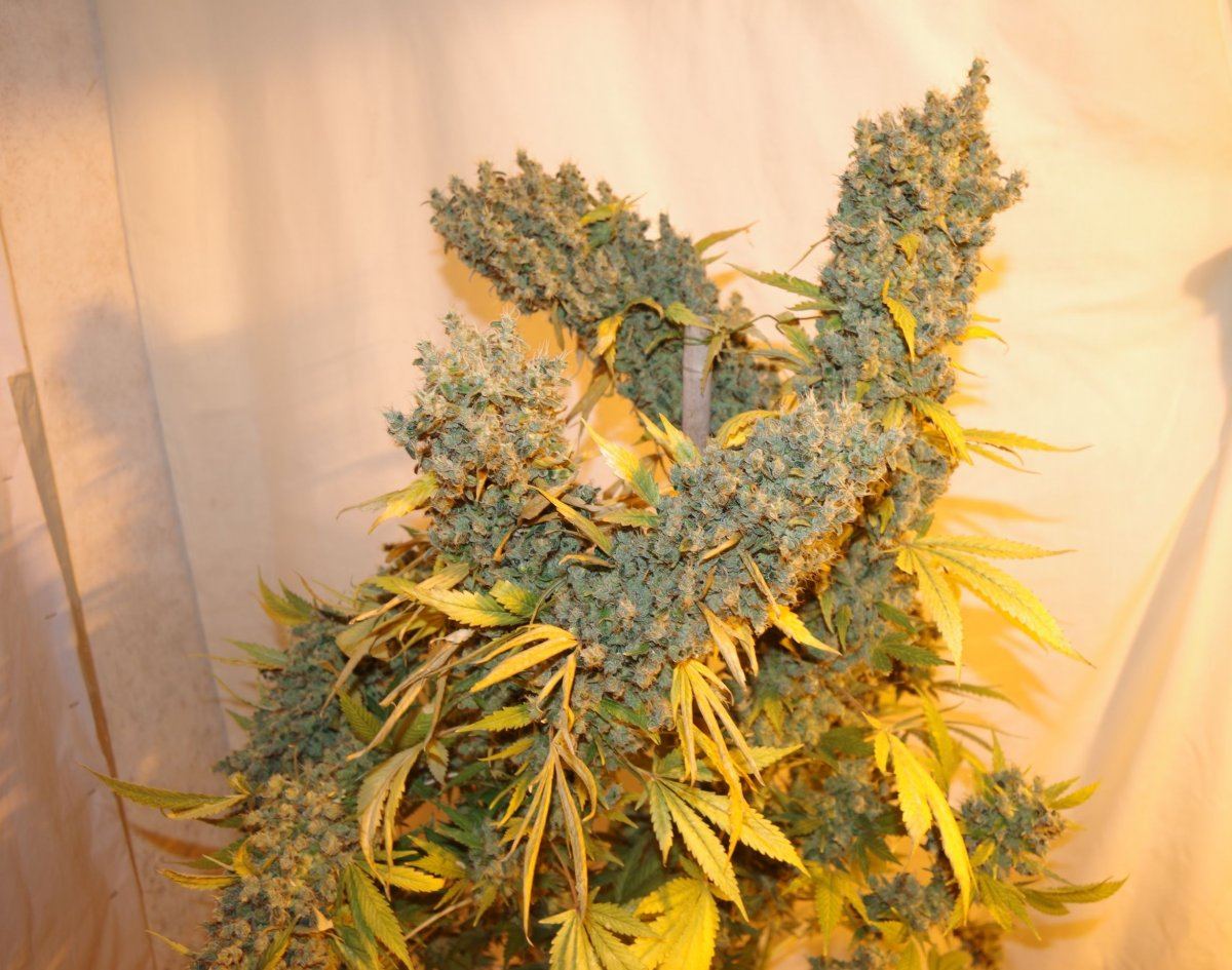 Holy grail kush 3