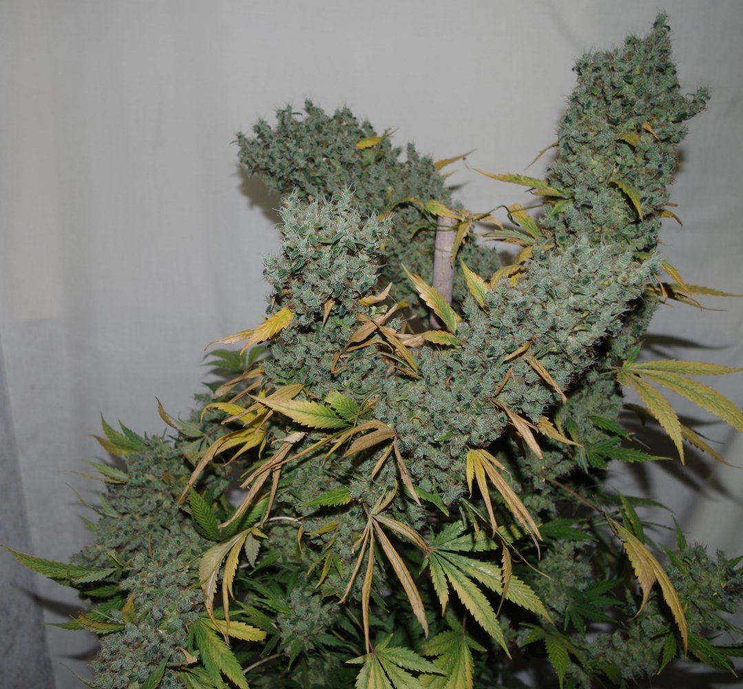 Holy grail kush 4