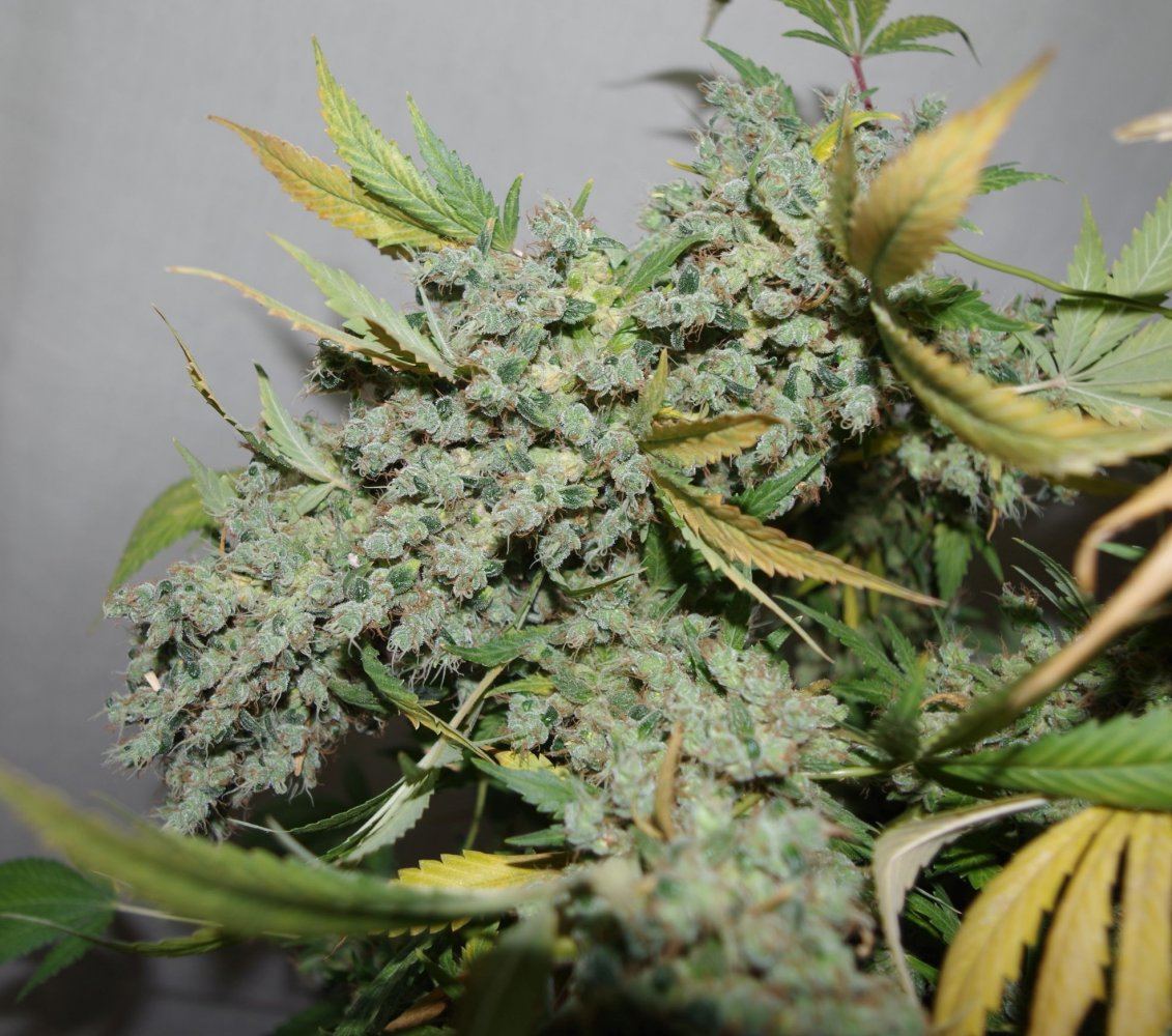 Holy grail kush 5