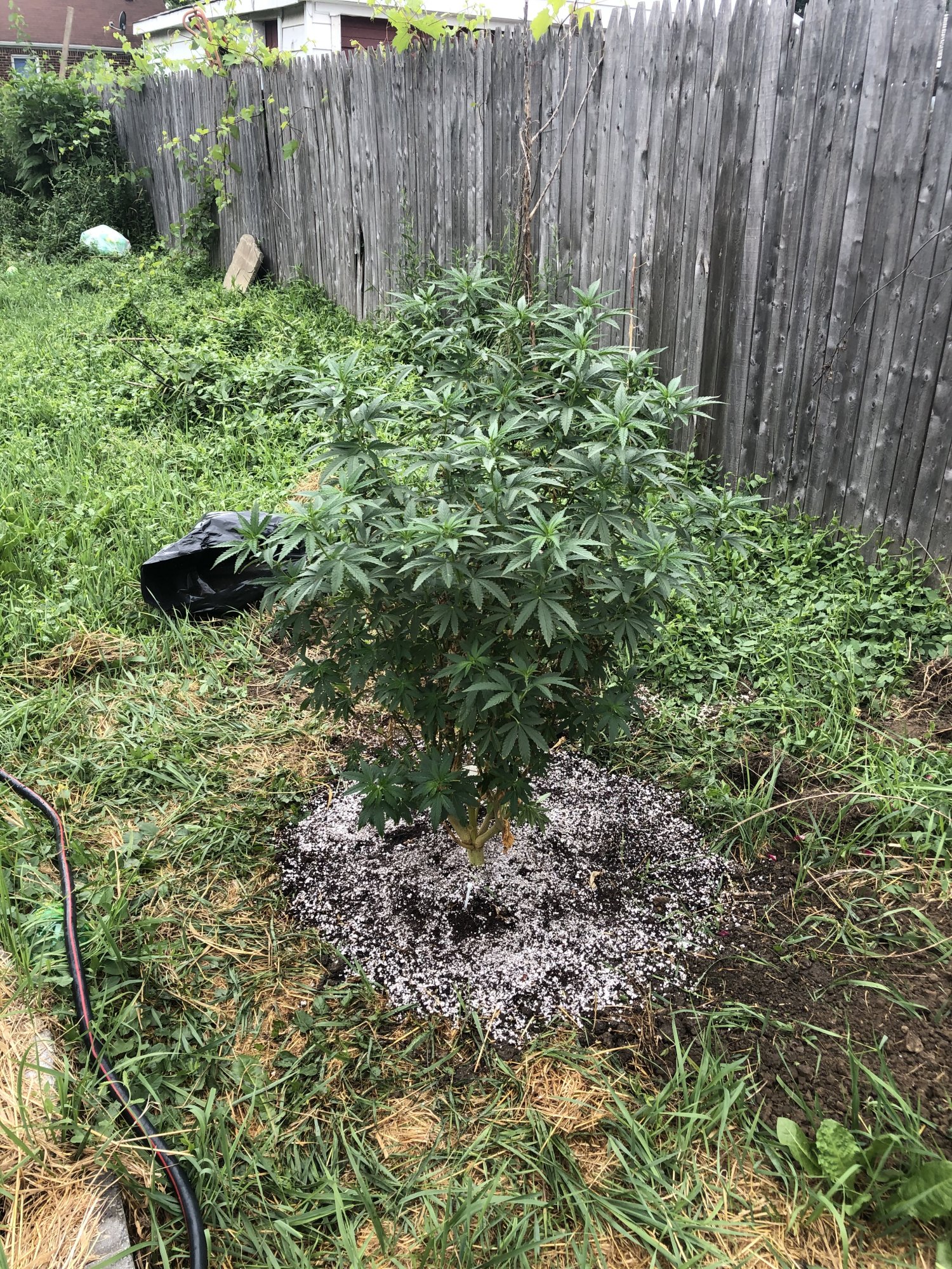 Holy grail kush growing outdoor in detroit 3