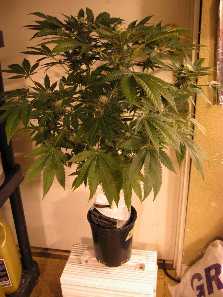 Home camera 015