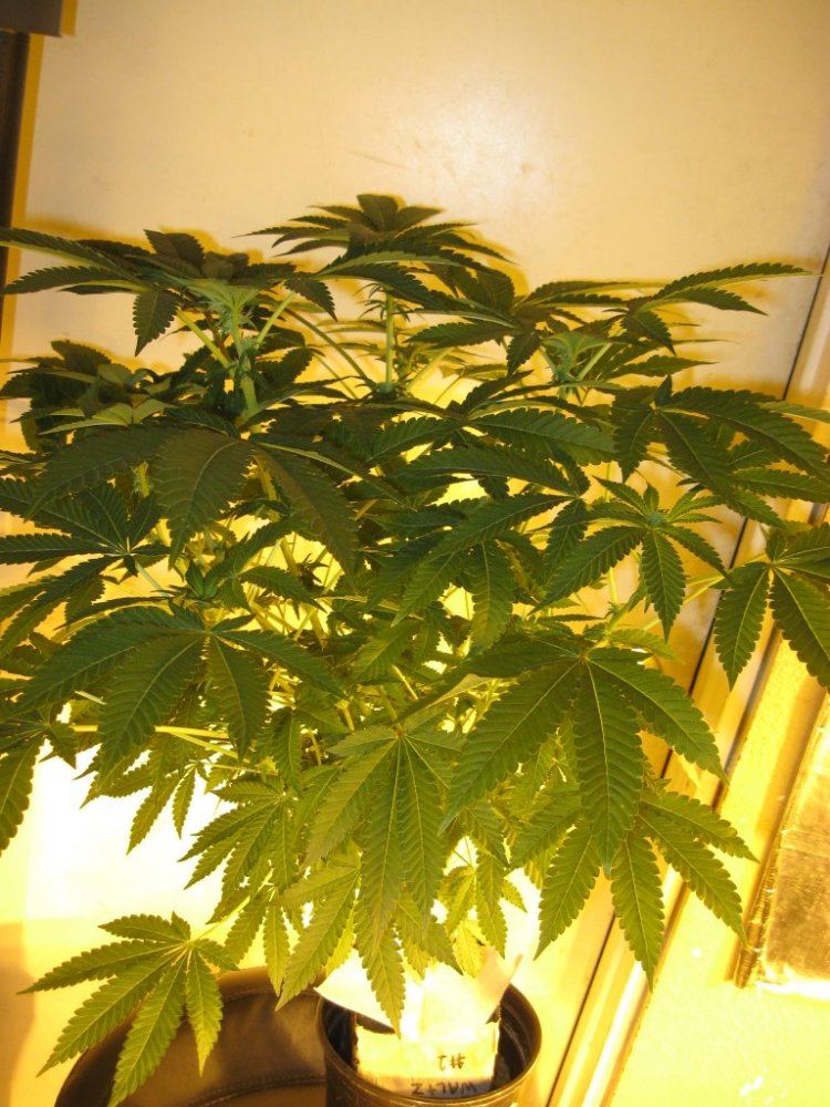 Home camera 028