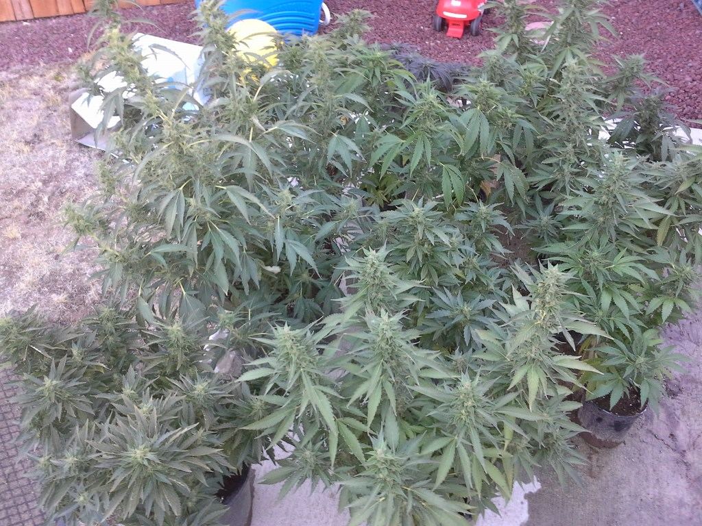 Home camera 034 copyjpg
