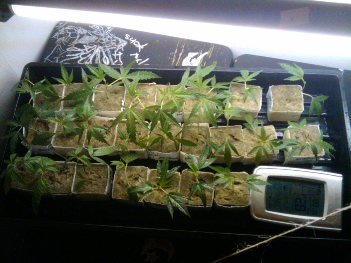 Home for clones