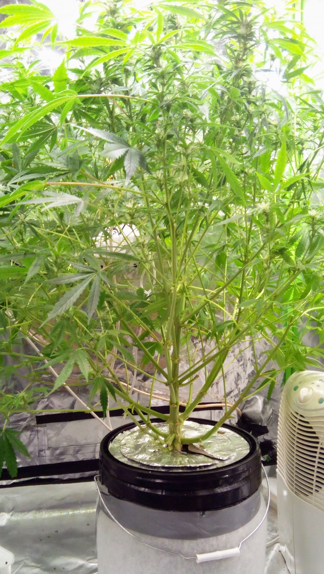 Home made rdwc system first grow adviceopinion on my girl 3
