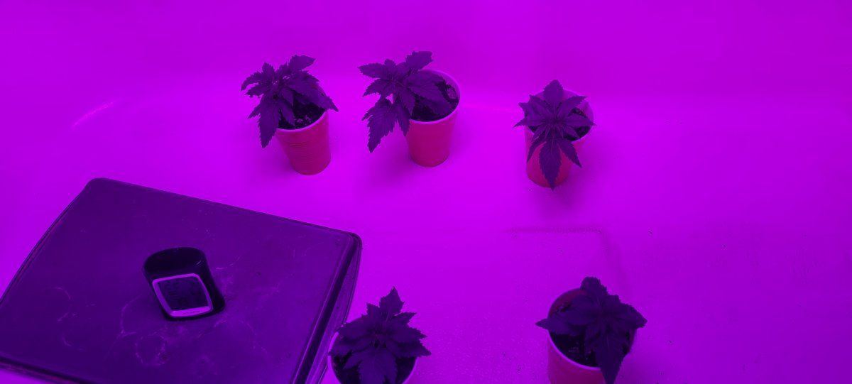 Homegrown genetics and unknown breeder
