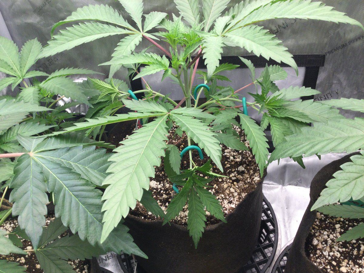 Homemade lst solution perfect for fabric pots