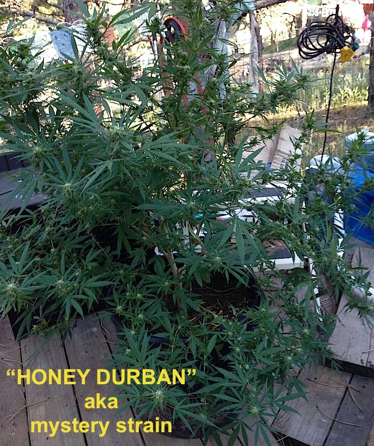 Honeydurban