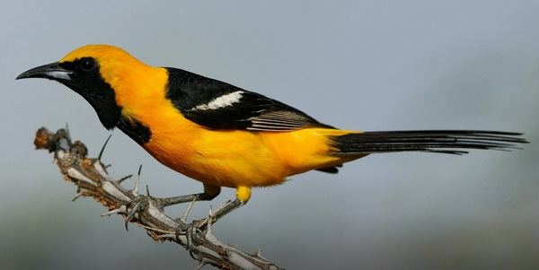 HoodedOriole