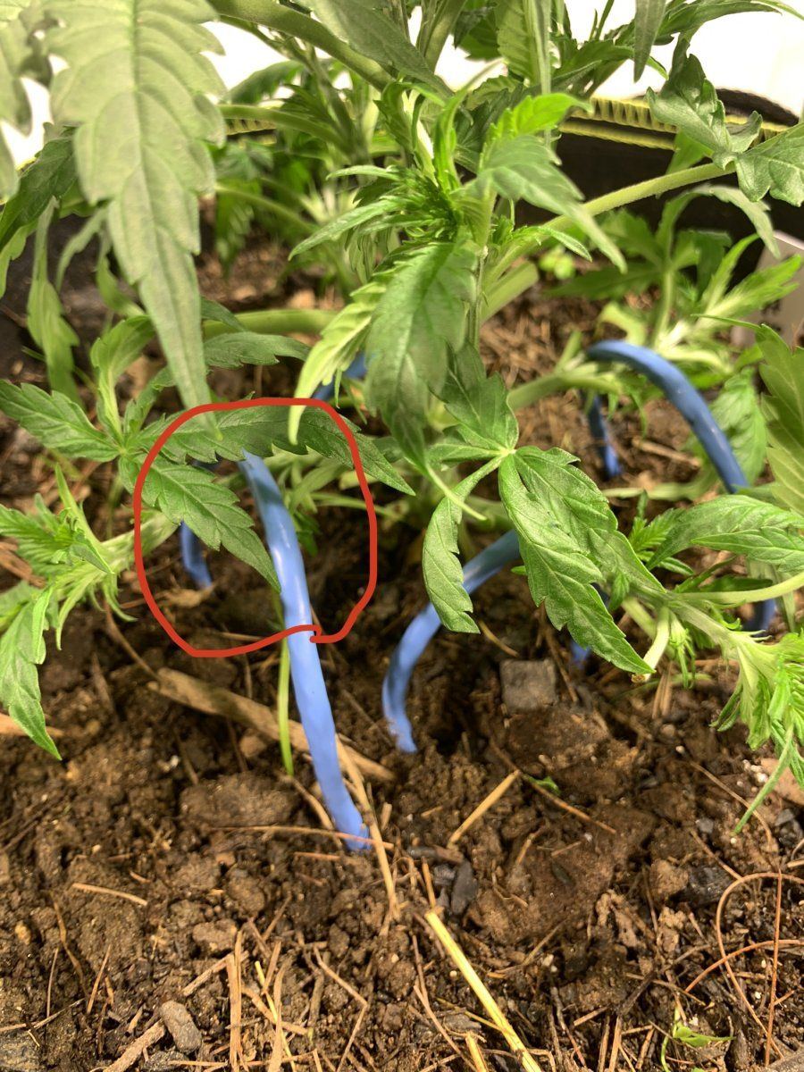 Hoop or pinch lst style