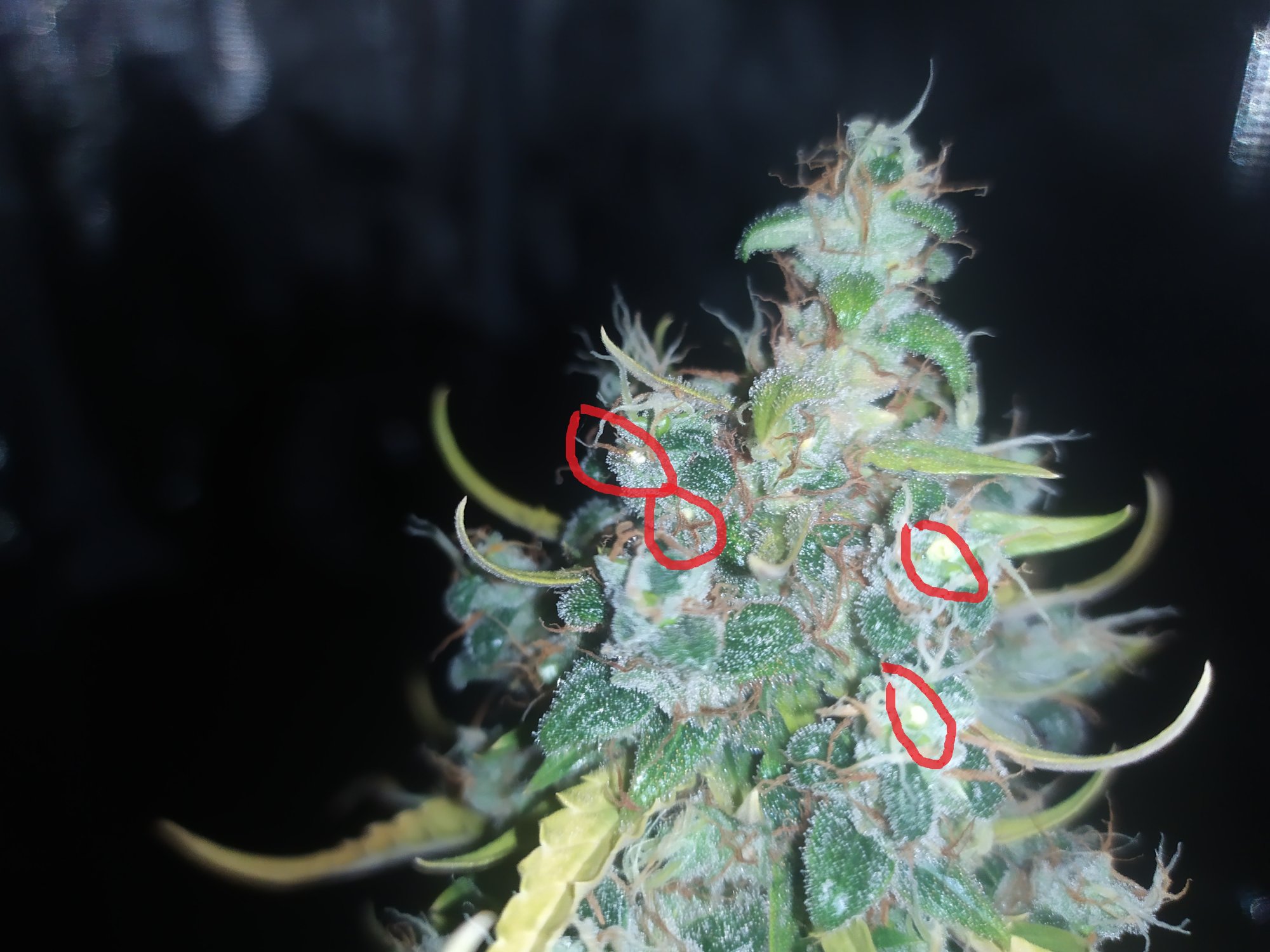 Hope im wrong hermie in late flowerin auto 2