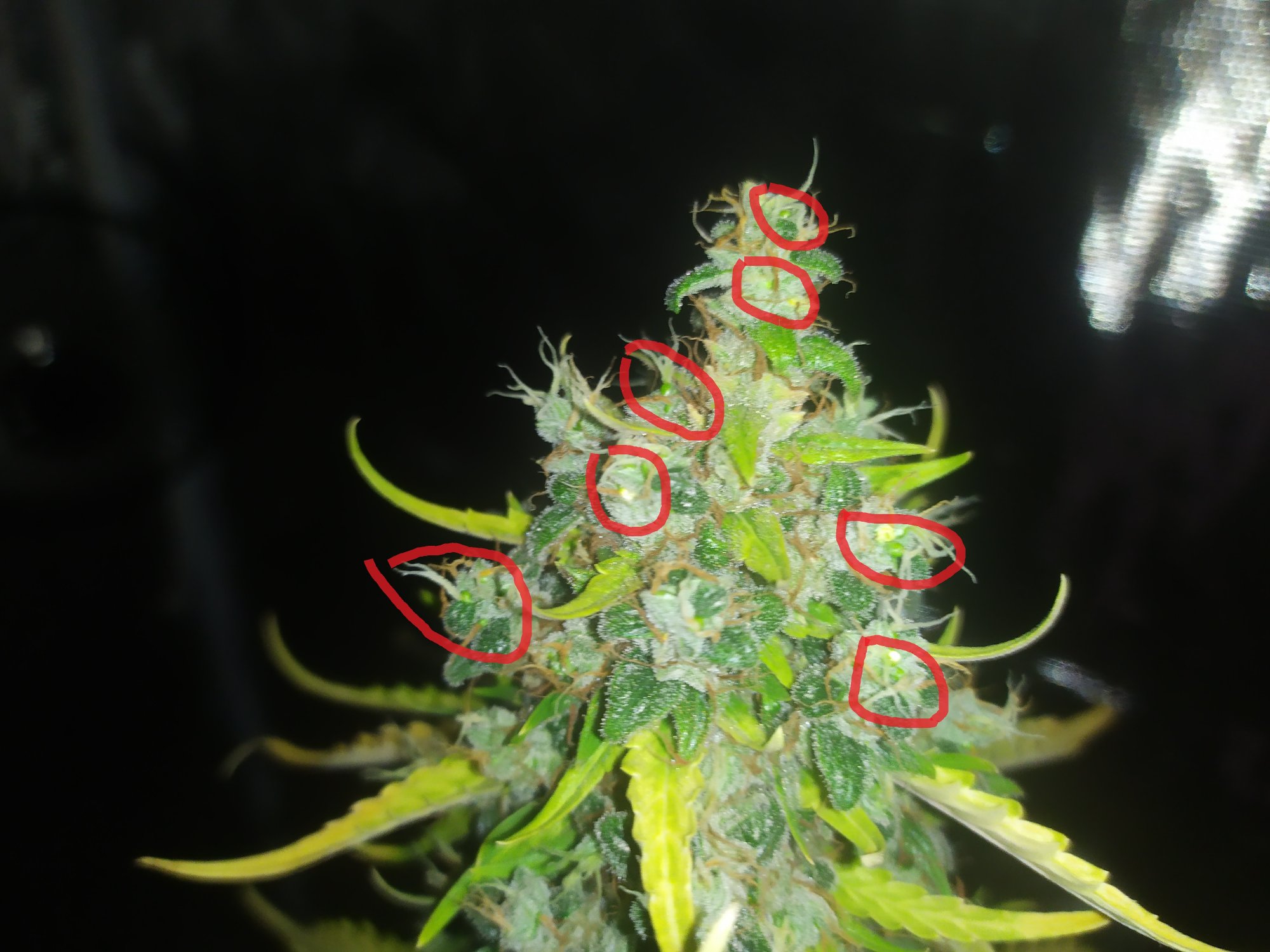 Hope im wrong hermie in late flowerin auto