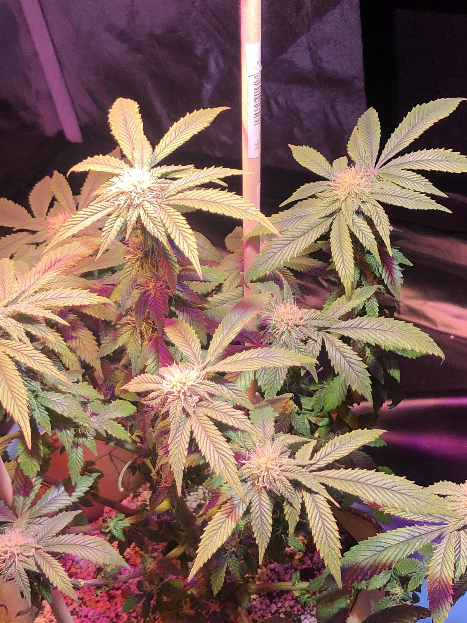 Hopefully i am doing this right 5