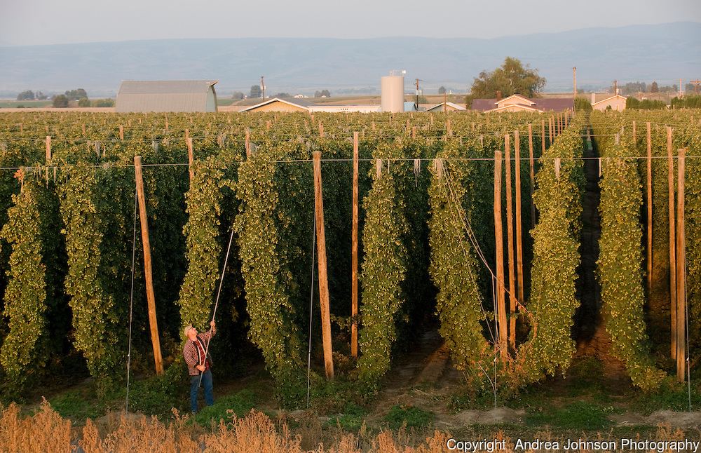 Hops