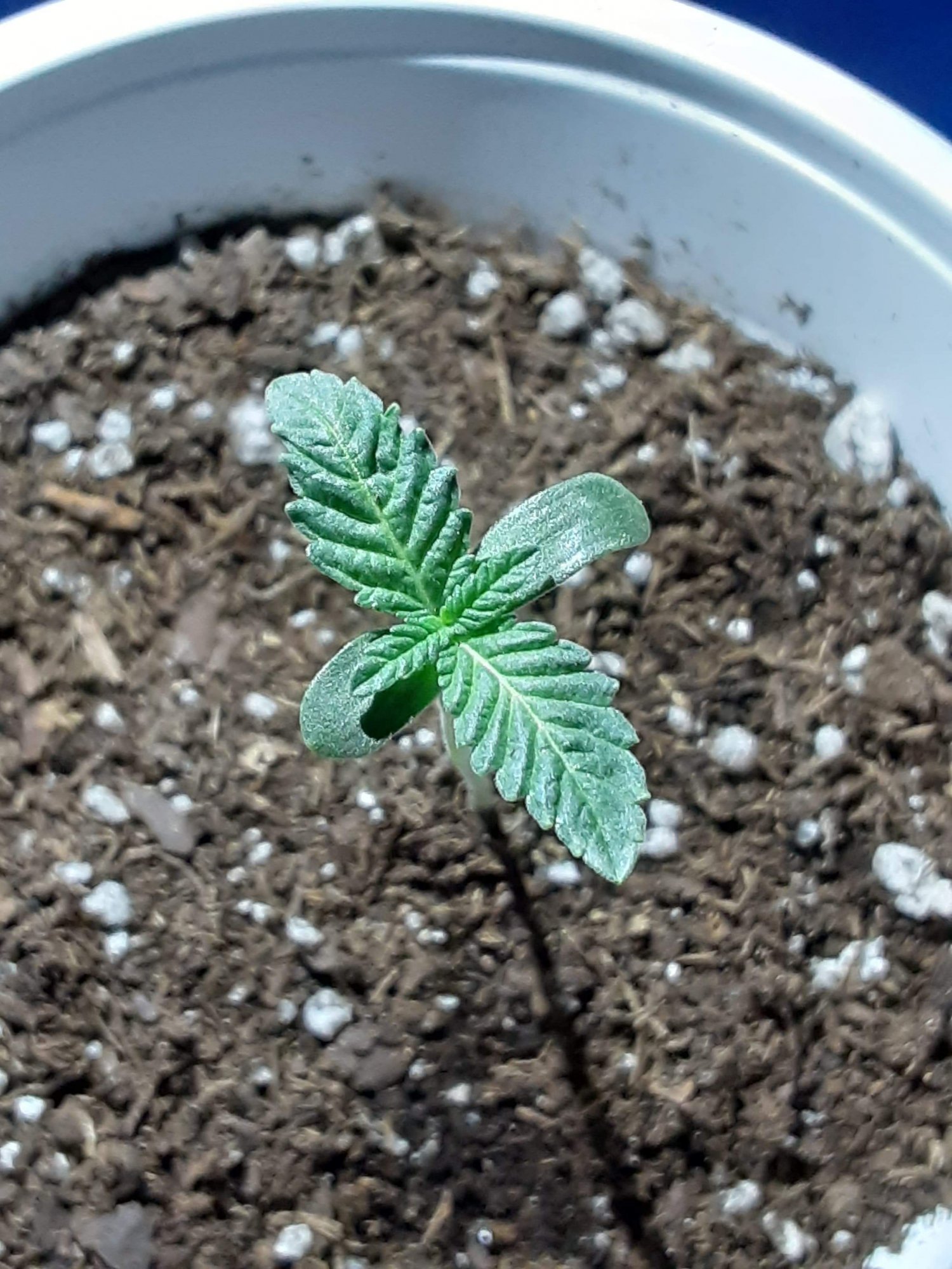 Hot donna bagseed experiment