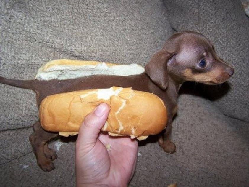 Hotdog for lunch