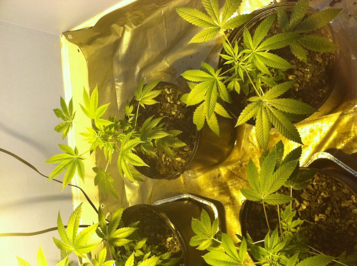 Hotmommas first grow