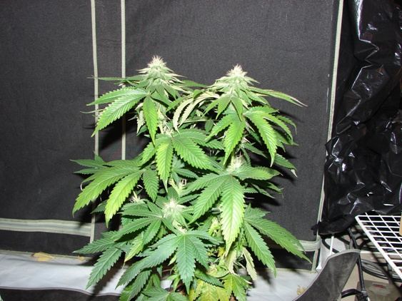 House of funk med garden clone only 15