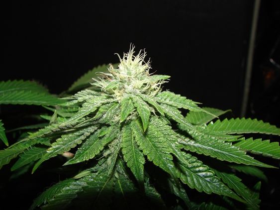 House of funk med garden clone only 16
