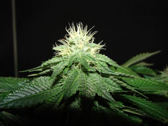 House of funk med garden clone only 17