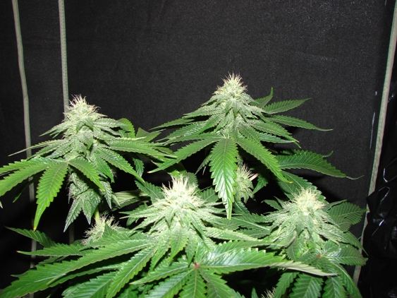 House of funk med garden clone only 18