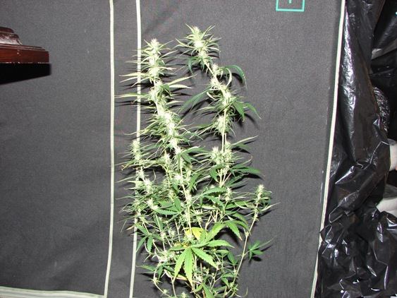 House of funk med garden clone only 19