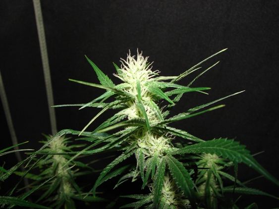 House of funk med garden clone only 21