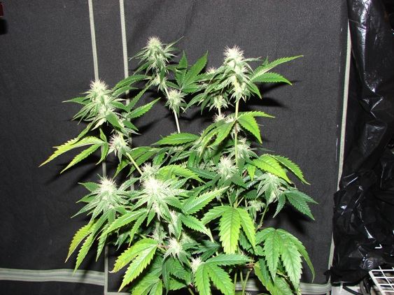 House of funk med garden clone only 22