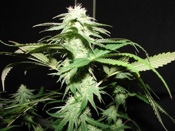 House of funk med garden clone only 26
