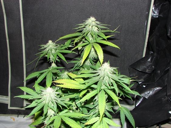 House of funk med garden clone only 28