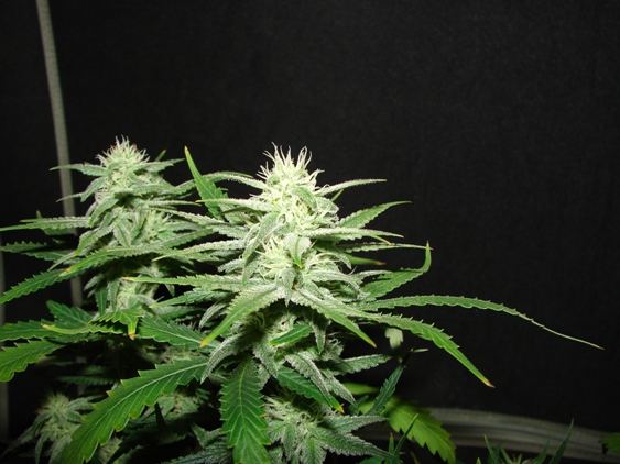 House of funk med garden clone only 5