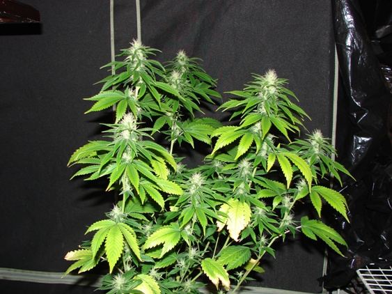 House of funk med garden clone only 6