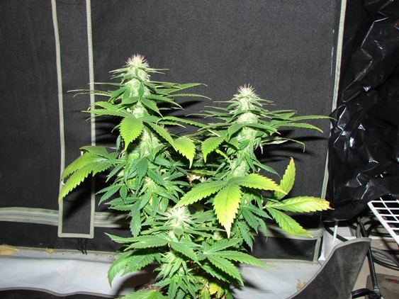 House of funk med garden clone only