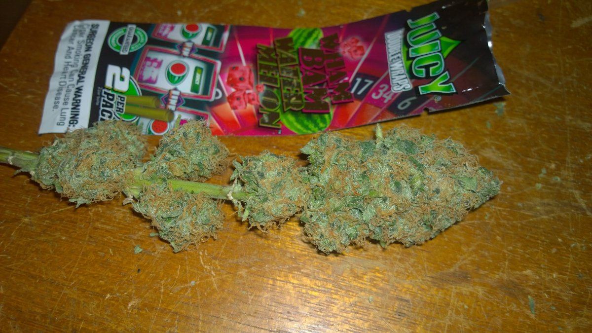 Houser Grizzpurps