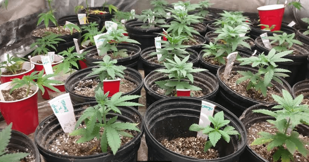 Houserbabiesrepotted82819