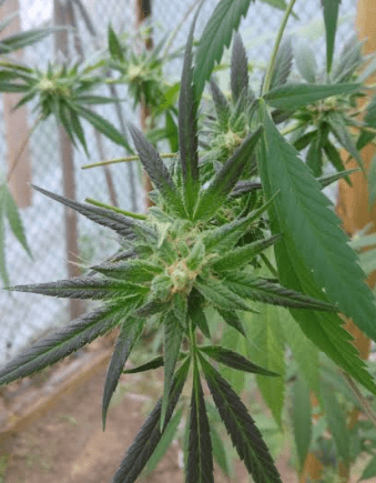 Houserbagseed2dank101319