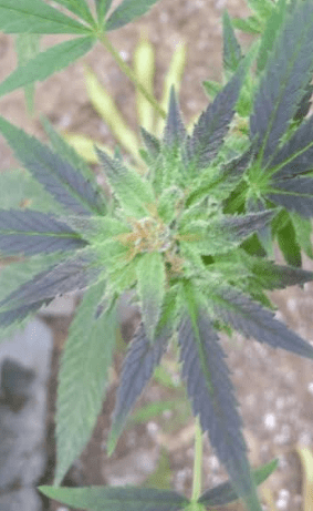 Houserbagseedclorsanddank101319