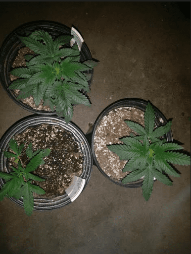 Houserbcpxjb83119