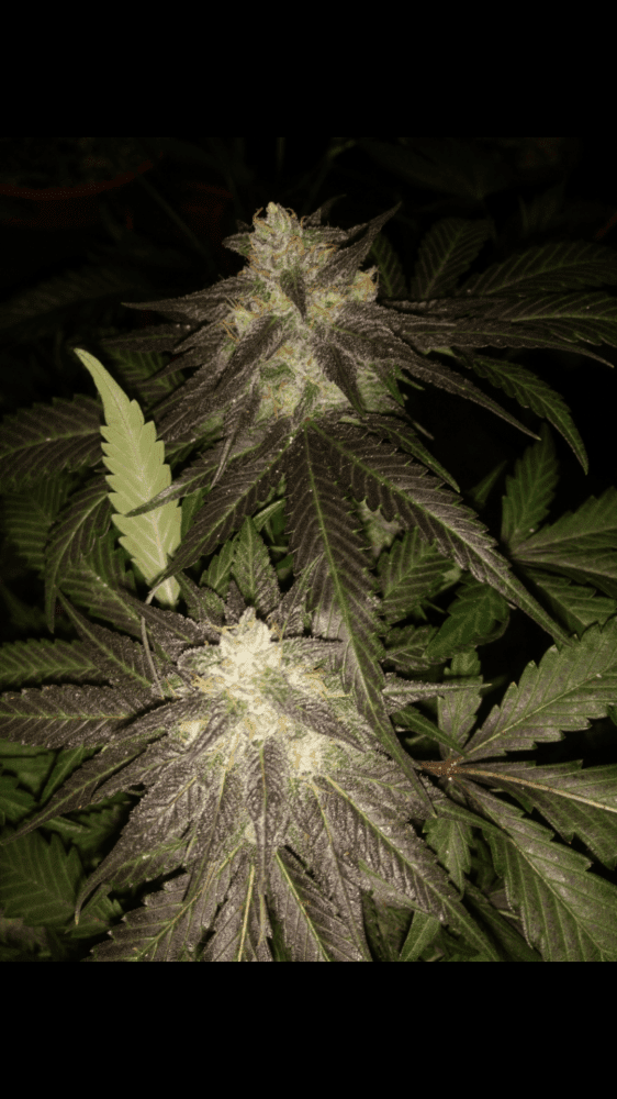 Houserbluemagoo211917