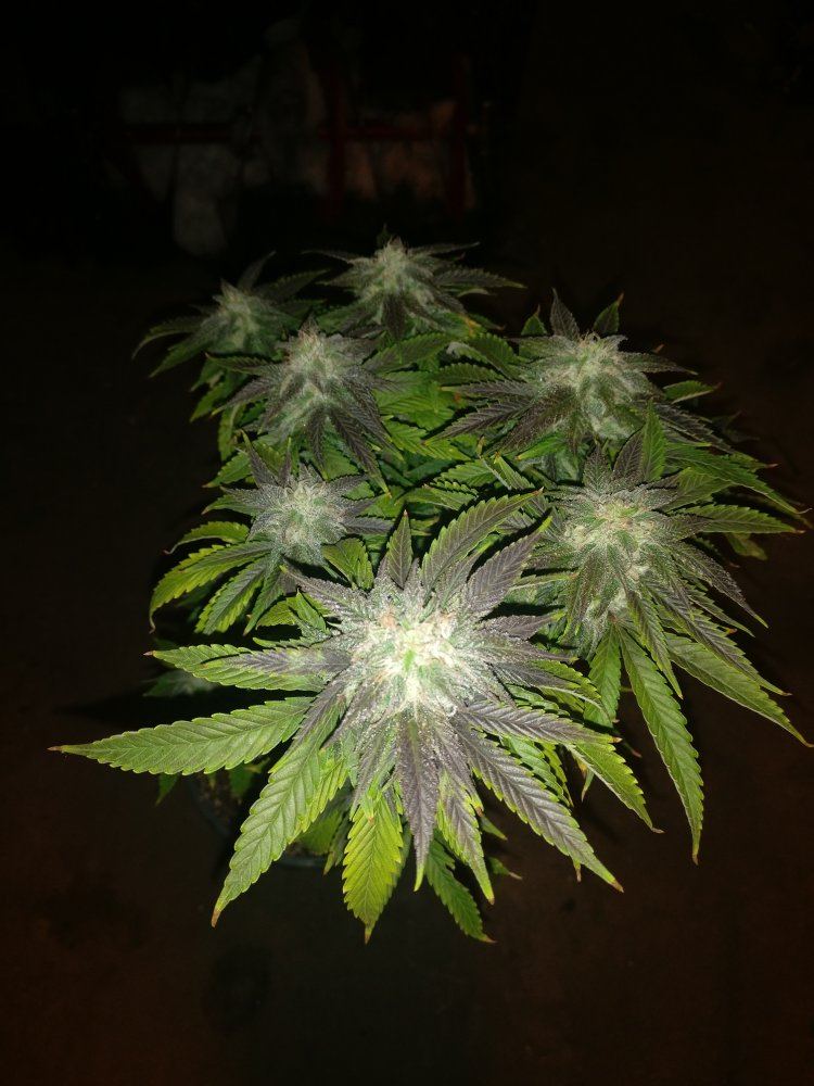 Houserbluemagoohypercherry12519
