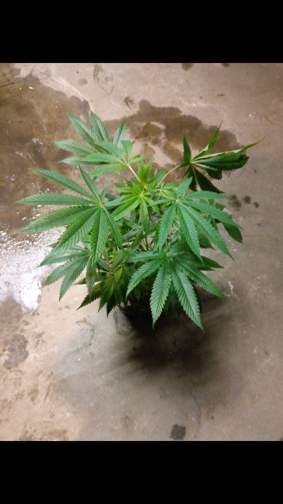 HouserBuuBerries2518