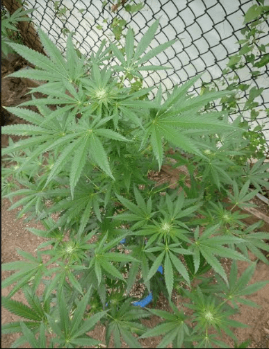 Housercherrypiecloneonly83119